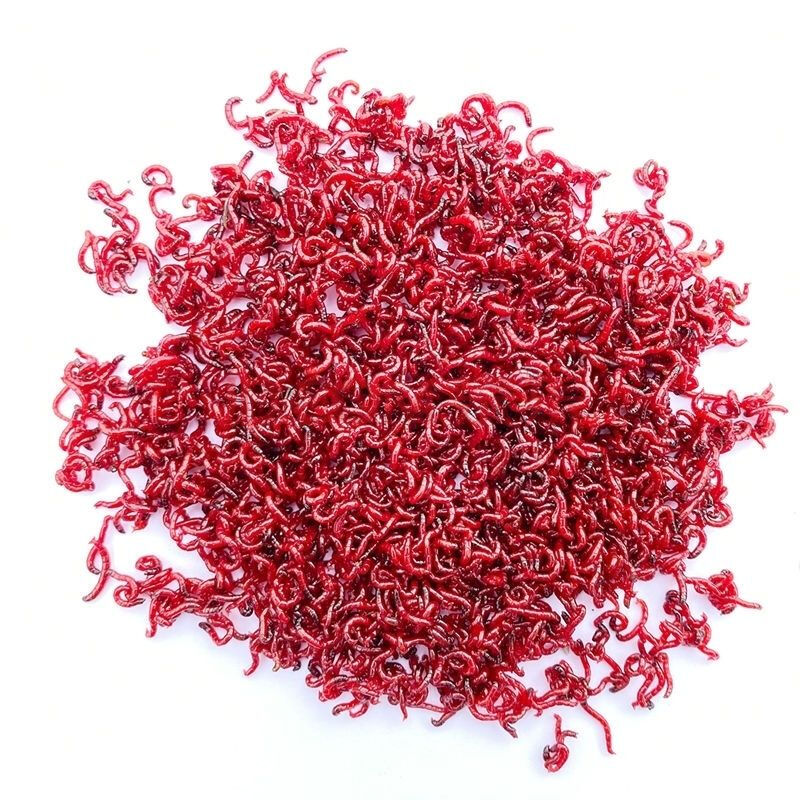 鲜活红虫小号中号大号特大号公体活饵鱼饵拉饵鲫鱼野钓鱼料钓鱼 中号