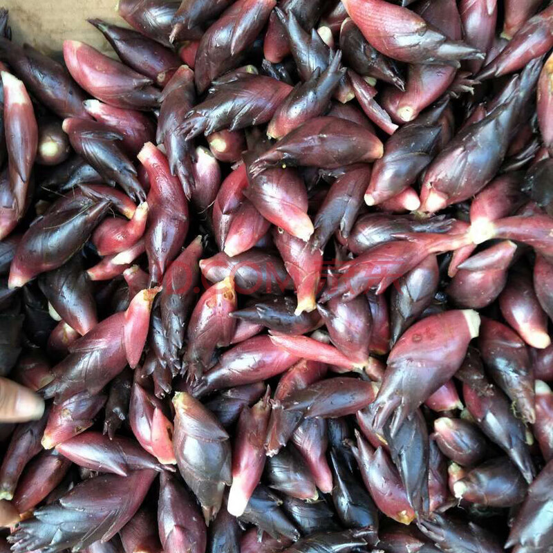 洋荷姜阳荷姜新鲜3斤 洋河阳和姜洋火阳藿洋荷洋胡姜蔬菜