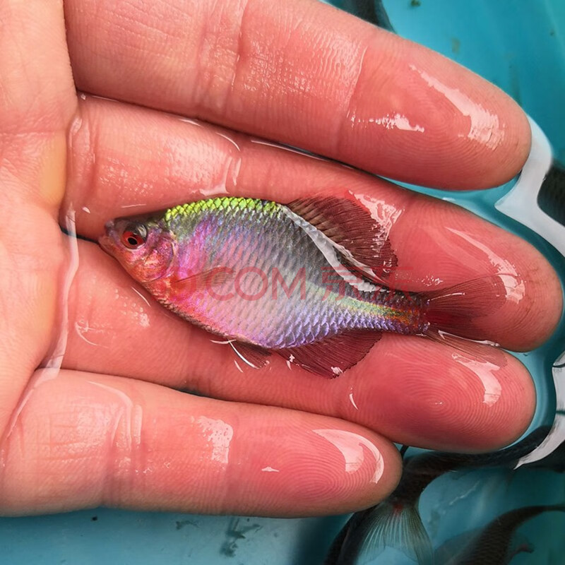 jypet高體七彩鰟鮍魚活體原生水族觀賞魚淡水冷水除藻工具魚 3-3.