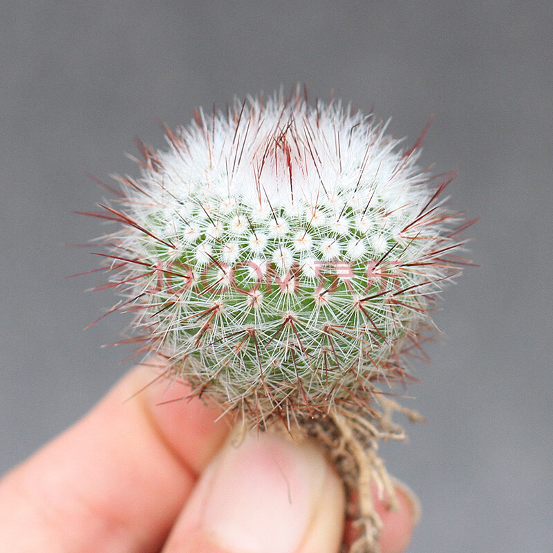 白芙蓉与红芙蓉仙人球图片