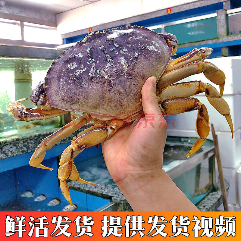 闻度鲜 鲜活珍宝蟹面包蟹超特大螃蟹海鲜水产蟹太子蟹活体2斤1只 1斤1