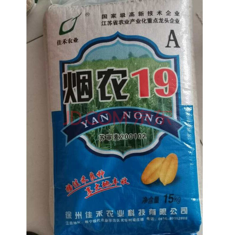 强筋小麦种子高产小麦种子抗倒大穗原种 烟农19 一斤