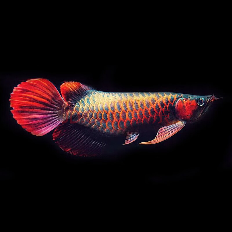 鱼龙鱼风水鱼精品鱼活体招财鱼银龙鱼苗 办公室招财 新加坡红龙(号半)