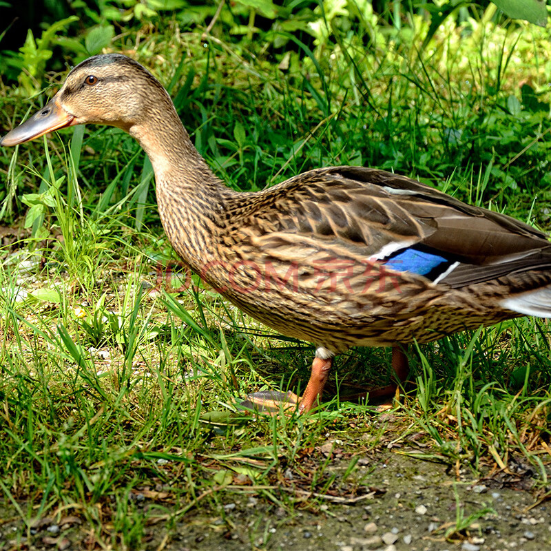 媒鸭3年老鸭飞鸭 湖区农家散养绿头鸭新鲜老鸭【图片 价格 品牌 报价