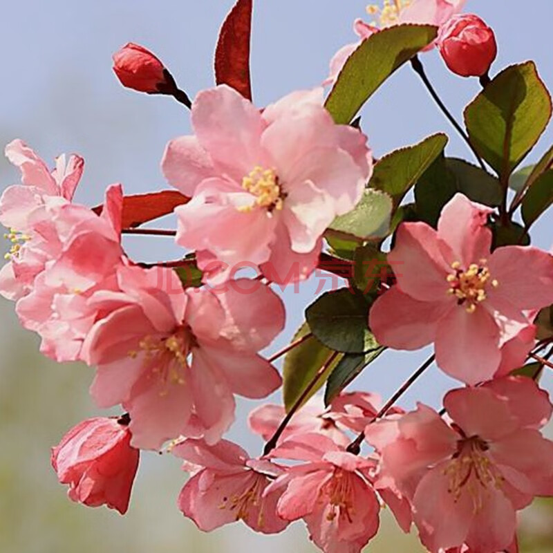 海棠樹苗庭院花苗西府海棠垂絲海棠綠化苗木海棠花樹苗海棠苗北美海棠