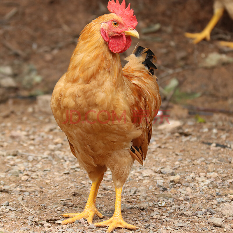 正宗土公鸡农家散养小鸡仔童子鸡走地鸡鸡肉新鲜整冷冻2斤