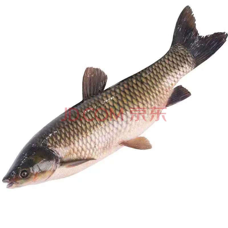 【新鲜现杀草鱼】 厚子鱼 混子鱼新鲜青鱼现杀 二斤大草鱼【宰杀后