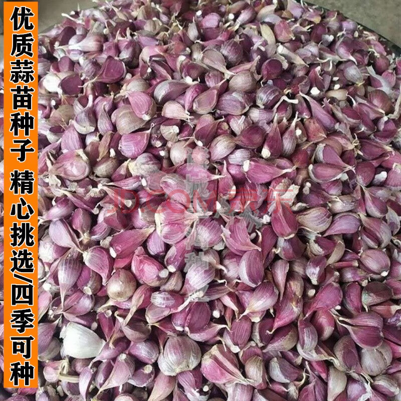 红根蒜苗种子紫皮蒜种籽寒蒜硬叶蒜四季蒜苗蒜子可大田种植 蒜苗种籽