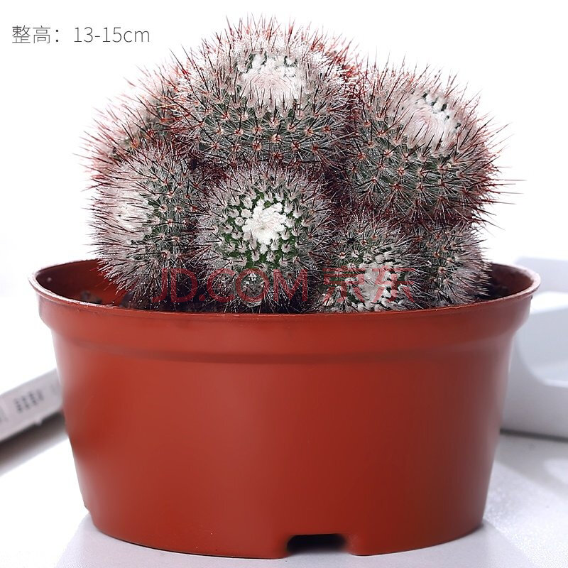 仙人球盆栽室内多肉植物大颗桌面耐旱稀有绿植好养 多头红芙蓉【原盆*