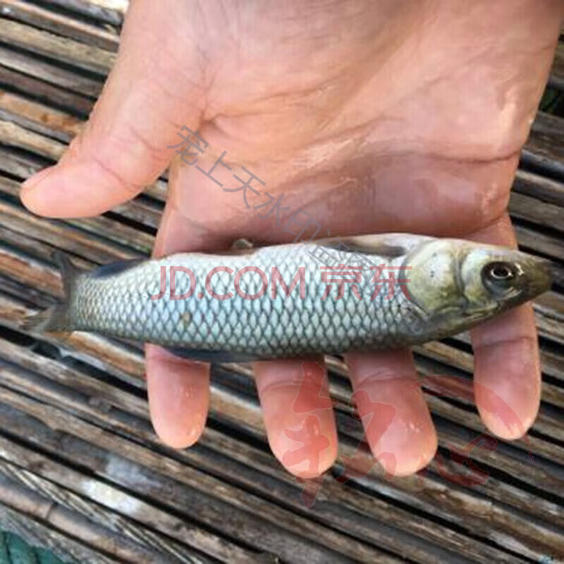 魚苗活體羅非魚苗黑魚苗草魚苗青魚苗鯿魚苗鯰魚苗大頭