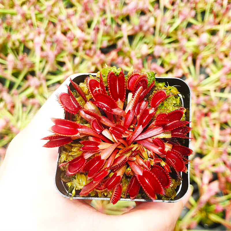 捕虫草盆栽大-猪笼草小苗 大型猪笼草驱蚊草扑蝇草 红色系捕蝇草 整体