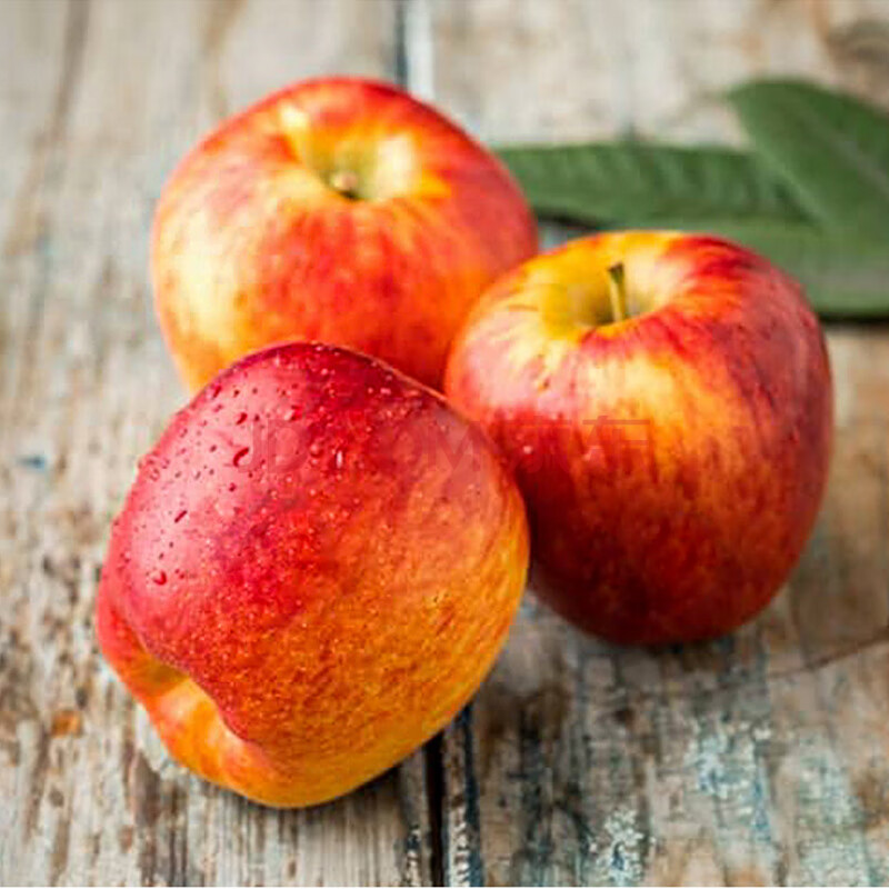 新鲜苹果水果 京东生鲜 新西兰神仙果 安波亚苹果12只整箱 12只