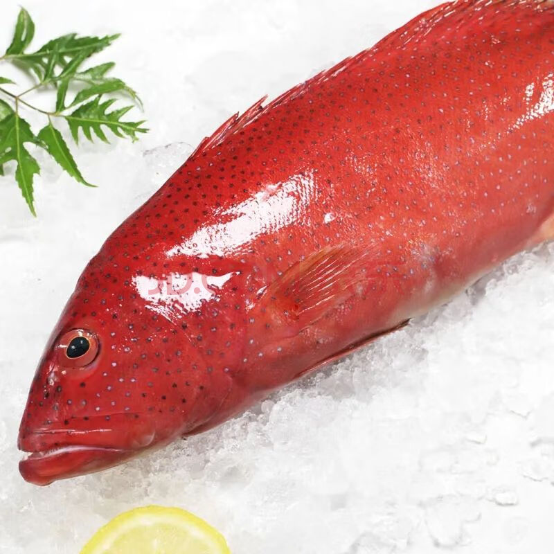 【顺丰快递】 石斑鱼鲜活石斑鱼冷冻珍珠斑鱼龙胆老虎斑真空速冻 东星