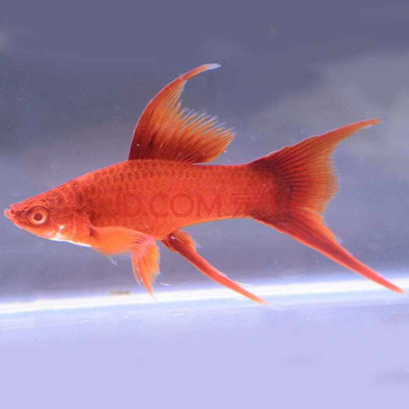 jypet高鳍红箭鱼观赏鱼高鳍红剑鱼淡水热带鱼活体鱼苗 高鳍红剑苗3-3.