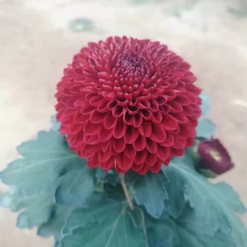 耐寒四季大菊花苗带花苞菊花盆栽室内外庭院阳台植物