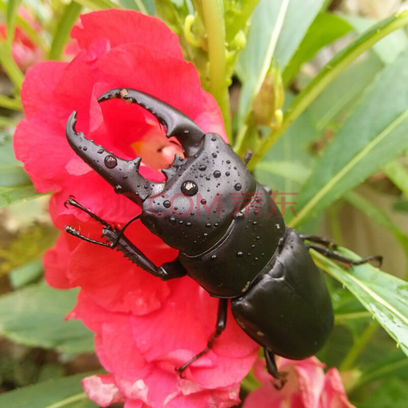 新手入门甲虫昆虫宠物大扁锹甲成虫活体独角仙 【成虫】5--5.4cm公虫