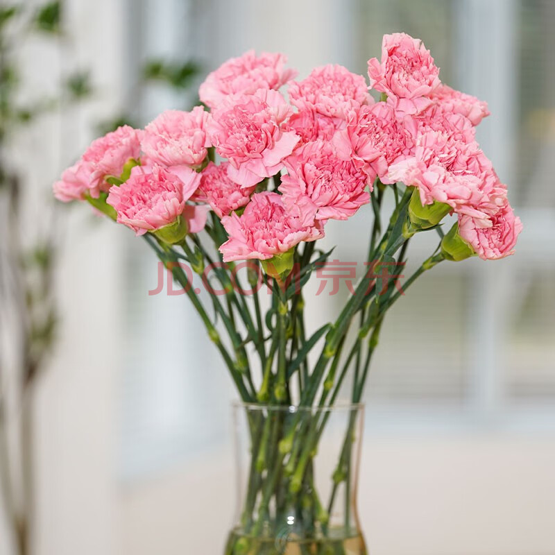 简值了 粉色康乃馨 鲜花速递家庭插花客厅装饰花年货节节送女生老婆