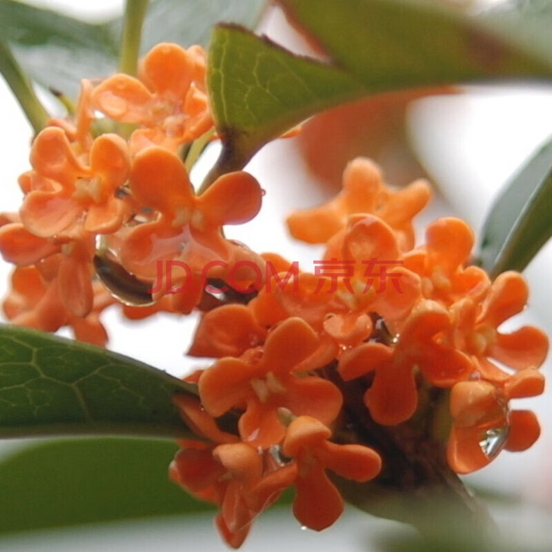 桂花樹苗 四季桂花 花香濃郁 嫁接桂花苗 流蘇嫁接桂