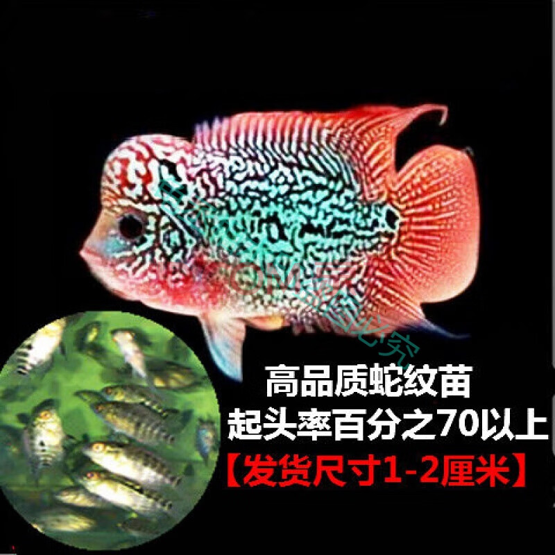 1-3cm高起头蛇纹3条【图片 价格 品牌 报价】-京东
