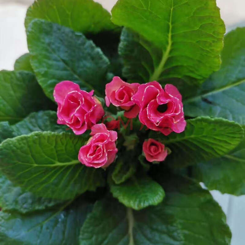 輕奢芊闕報春花盆栽四季開花花苗重瓣室外陽臺室內花卉庭院植物耐寒綠