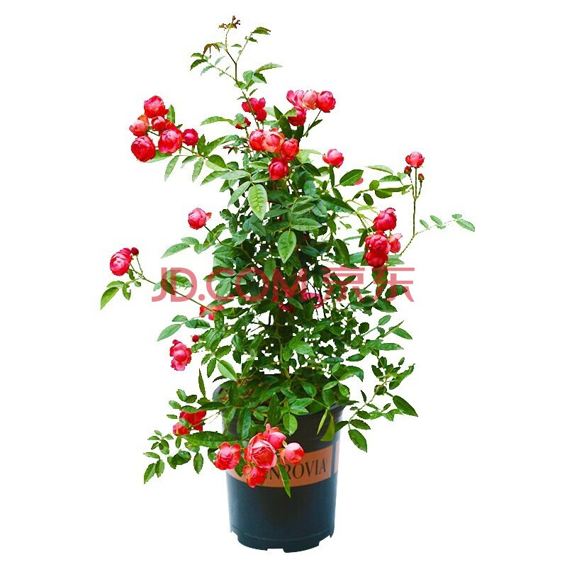 红木香花苗四季开花甜蜜庭院阳台爬藤植物盆栽地栽月季七里花苗香攀援