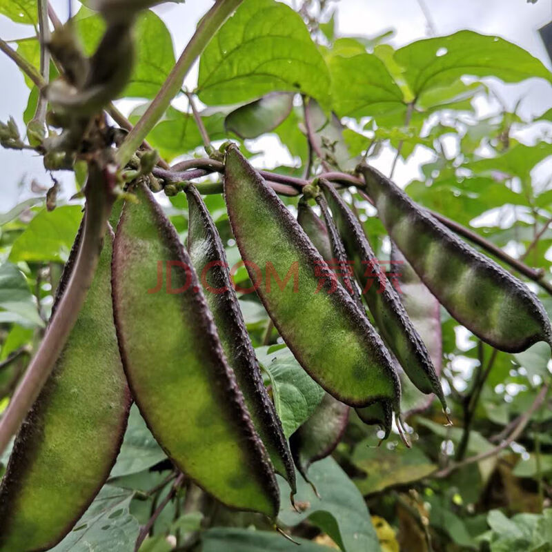 新鲜峨眉豆重庆四川高山农家刀豆角扁豆角猪耳朵豆角白眉豆紫眉豆 5斤
