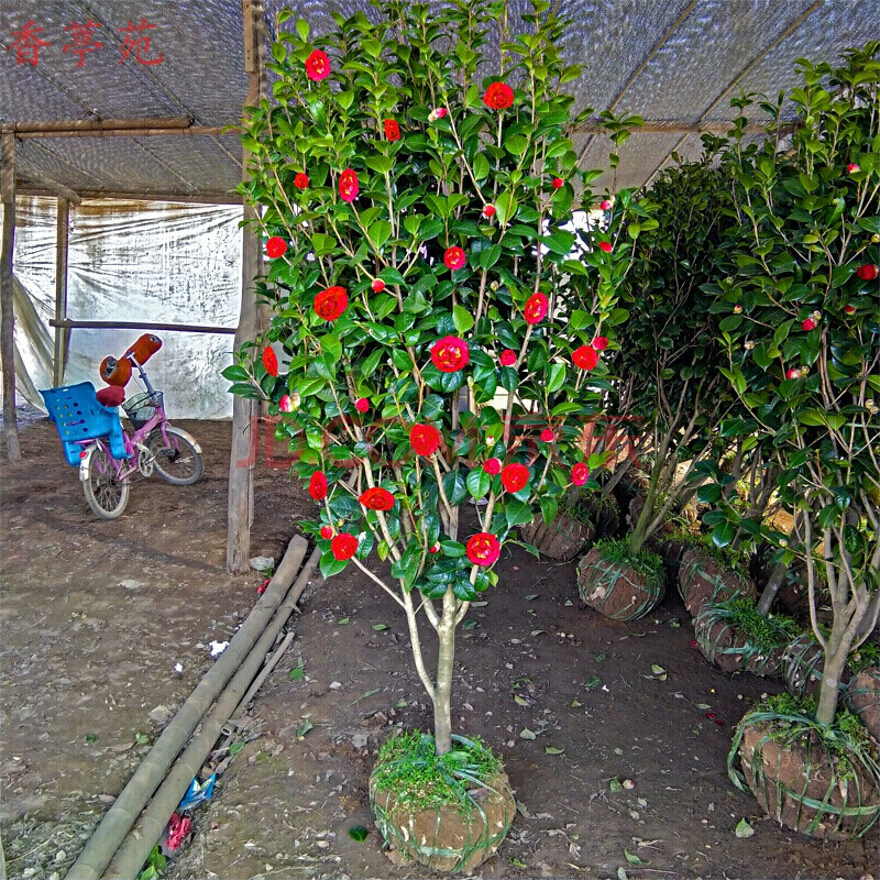 茶花樹苗室內外陽臺花園觀花花卉盆景耐寒植物大茶花樹樁茶花庭院植物