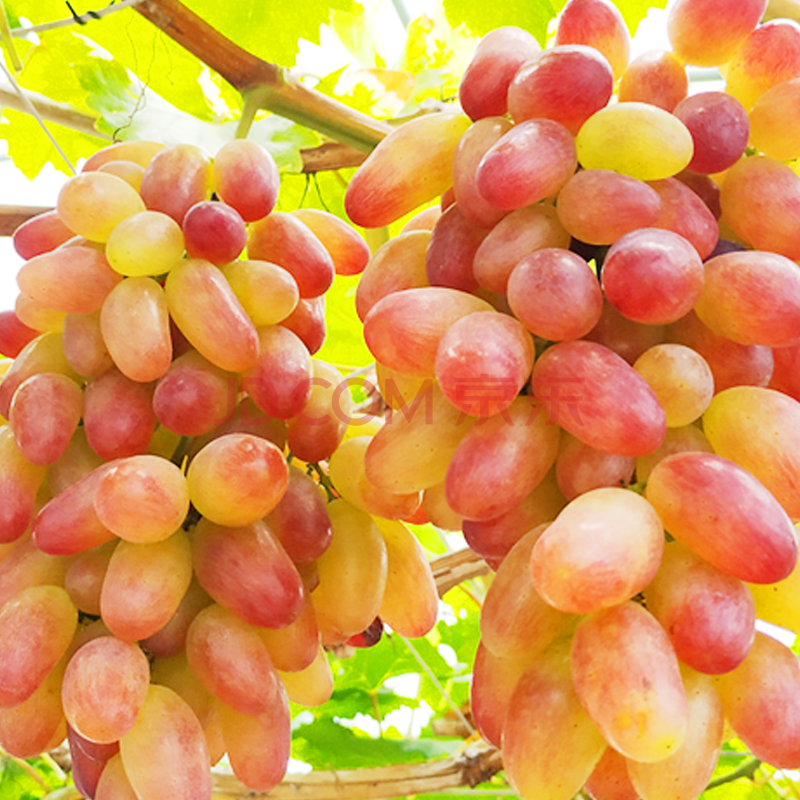 葡萄夹河葡萄中国葡萄之乡新鲜水果装张家口怀来沙城特产 美人指2kg