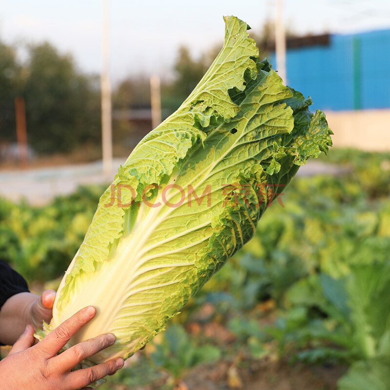 密之藍天角錐白菜新鮮蔬菜農家自產包尖白菜適合做餡脆嫩微甜清新爽口