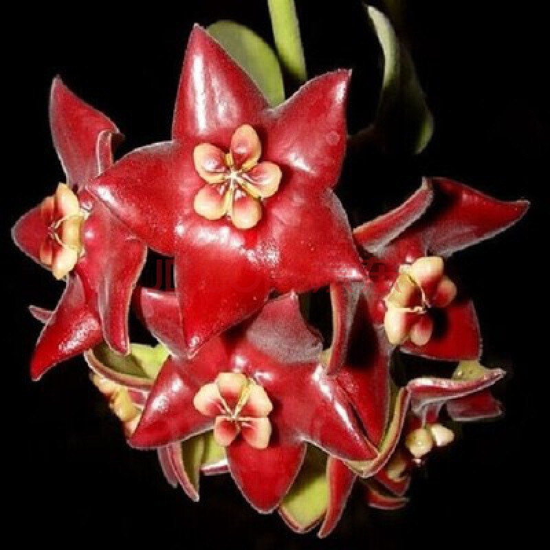 球兰花苗室内爬藤吊兰盆栽花卉绿叶花心球兰大苗攀援植物球兰盆栽1 红