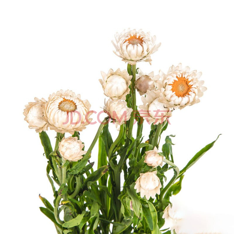 云醉花 麦秆菊白色 b级 配花 白色 若干支