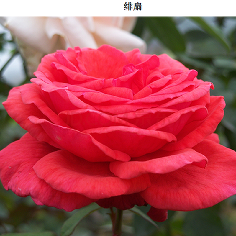 花月季花苗盆栽庭院爬藤欧月苗玫瑰大苗当年开花四季花卉浓香型 绯扇