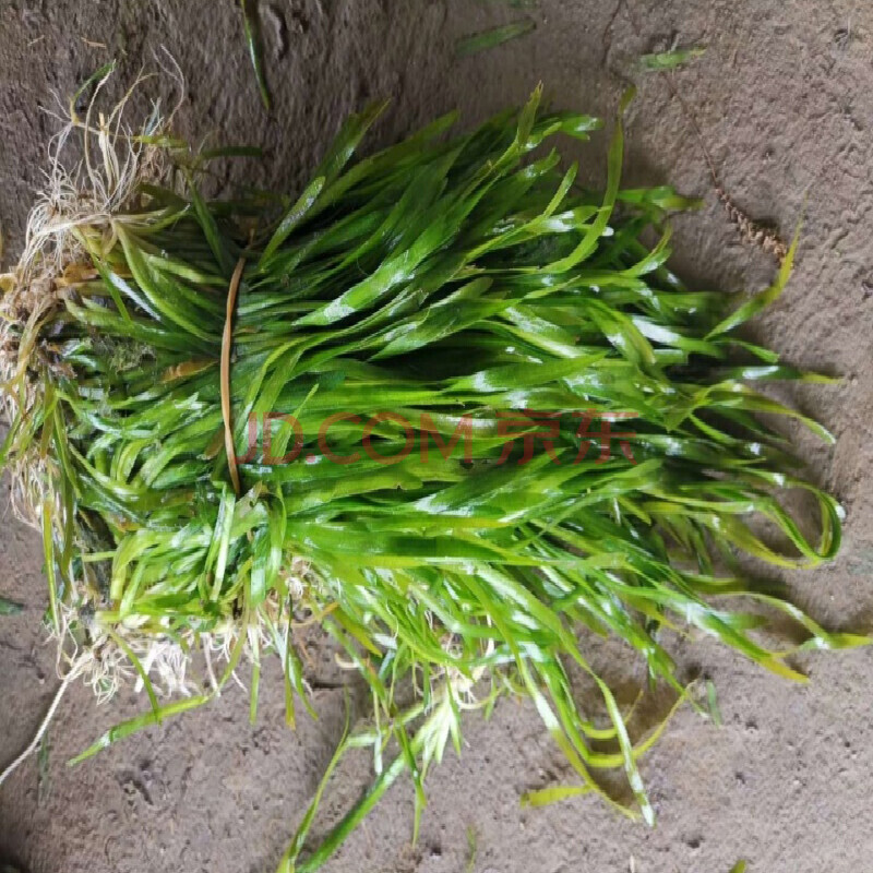 沭之美草莊 四季青短葉矮生苦草水草種籽扁擔草小龍蝦蟹養殖淨化淡水