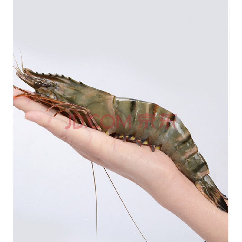 海鲜水产 虾类 李绅 虎虾超大新鲜海捕巨大虎虾特大青岛大虾斑节虾大