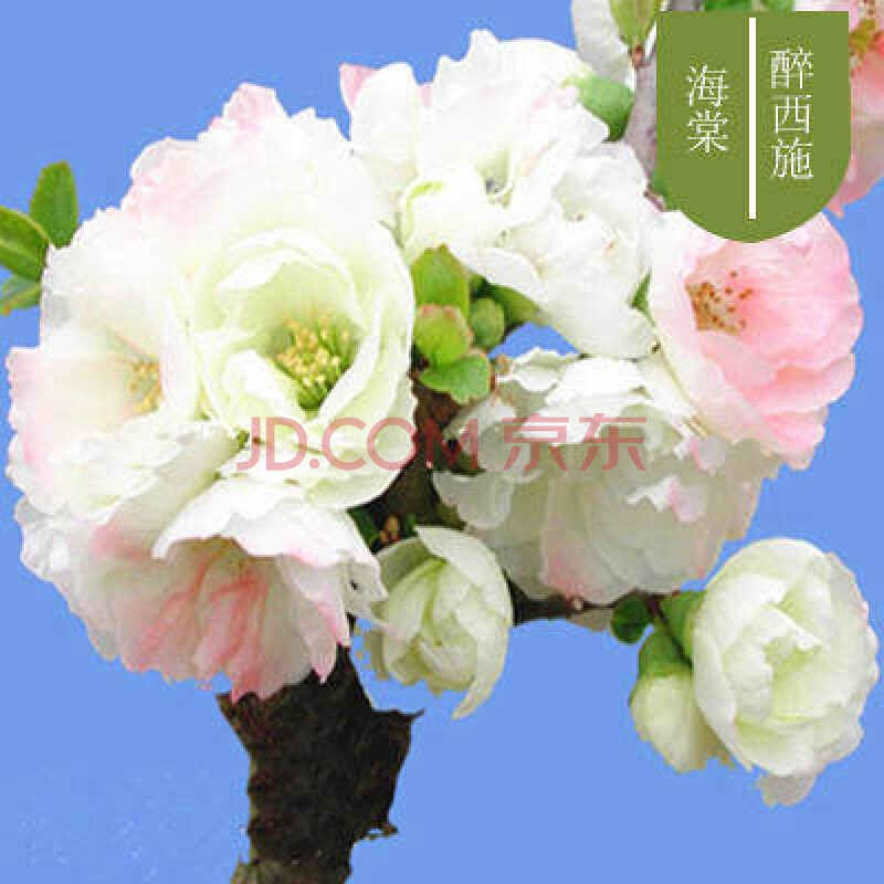 花苗盆栽重瓣海棠树苗观花植物花卉盆景老桩室内四季阳台花苗 醉西施