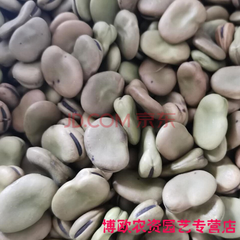 蚕豆种子胡兰花豆南竖豆佛豆野豌豆罗汉豆孑秋冬四季蔬菜种籽高产 大