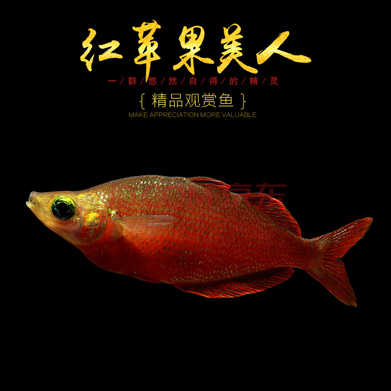 vieruodis 石美人鱼热带红苹果红尾黄金鸽子美人蓝电光彩虹刚果美人鱼
