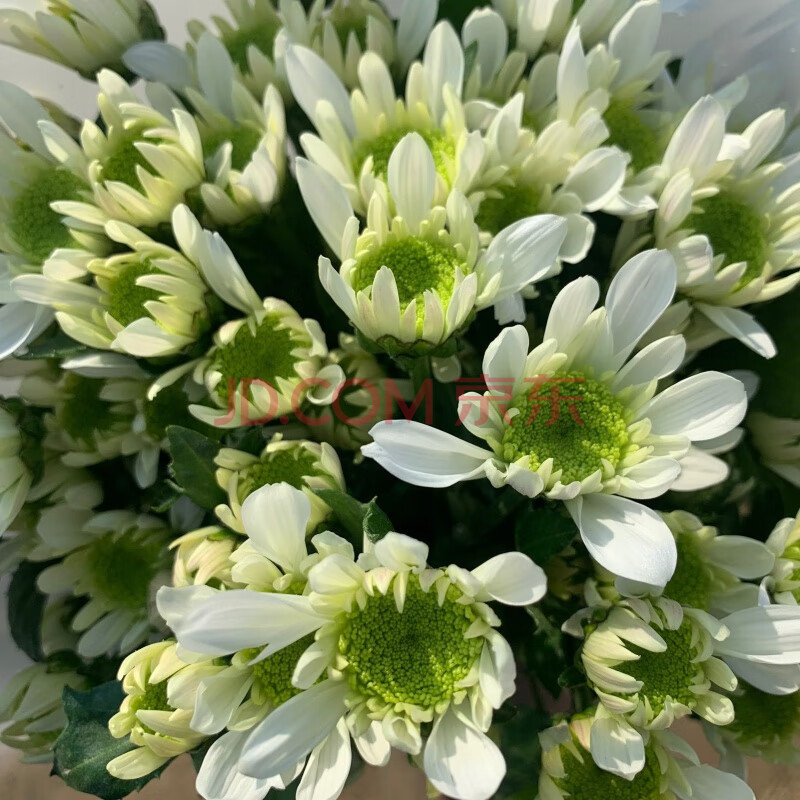 鲜花小雏菊花束基地直发客厅办公室会议室装饰水养花 雏菊瑞白10支