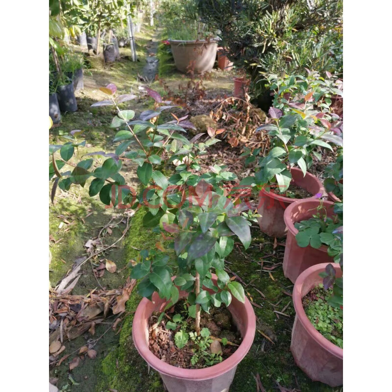 芳皓之睿巴西红果仔树苗 灯笼果树苗 庭院 阳台 盆栽果树红灯笼 果树