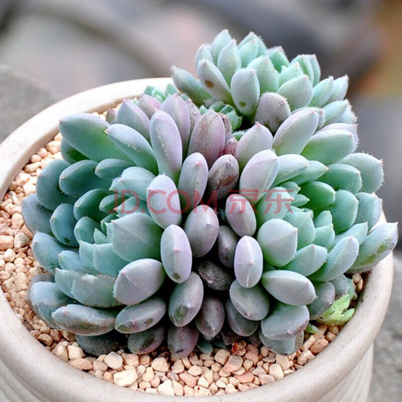 小蓝衣多头群生多肉植物盆栽肉肉新手植物办公室创意花卉绿植 小蓝衣