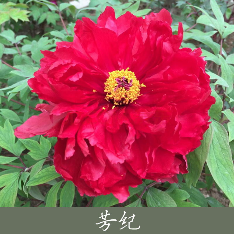 菏泽正宗洛阳牡丹花大苗重瓣观赏室内外庭院花卉盆栽植物四季好养 3芳