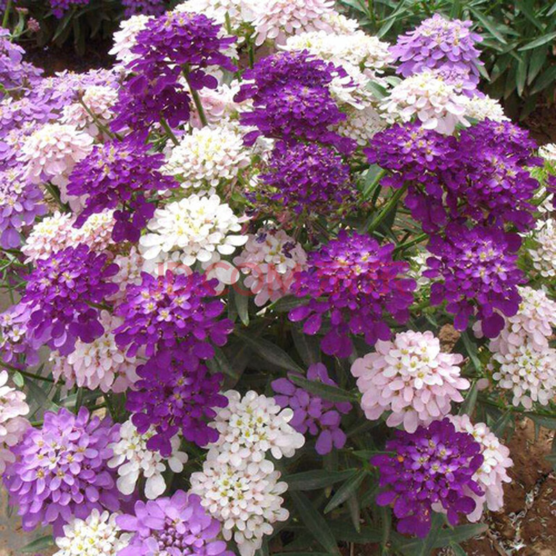 低矮耐寒花种籽蜂室花草四季可播易种室内阳台盆栽花卉屈曲花花籽蜂室