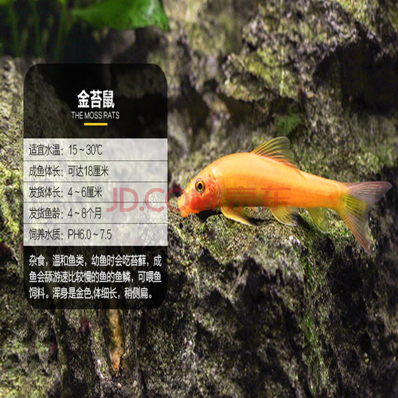 冷水魚草缸魚缸清潔工專吃魚屎藻類垃圾殘餘飼料 金苔鼠(6-7cm)6條