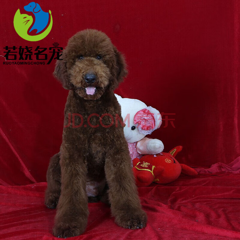 【30天健康保障】巨型贵宾犬活体纯种宠物狗巨贵犬幼犬活体巨型贵宾