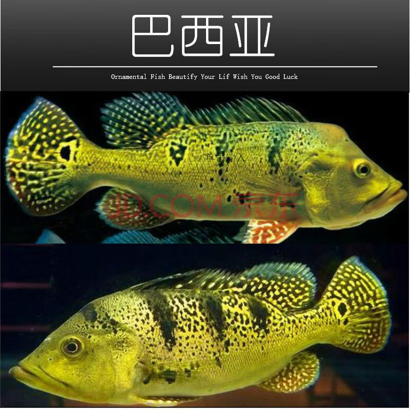 巴西亚鱼苗活体三间三间鱼蓝帆五间申古三间起头巴西亚大型 巴西亚12