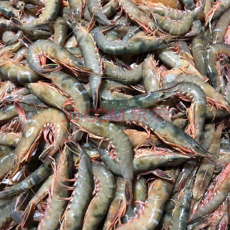 老扣 活皮虾新鲜滑皮虾鲜活鹰抓虾海捕新鲜硬壳虾东海海虾 【2斤装】