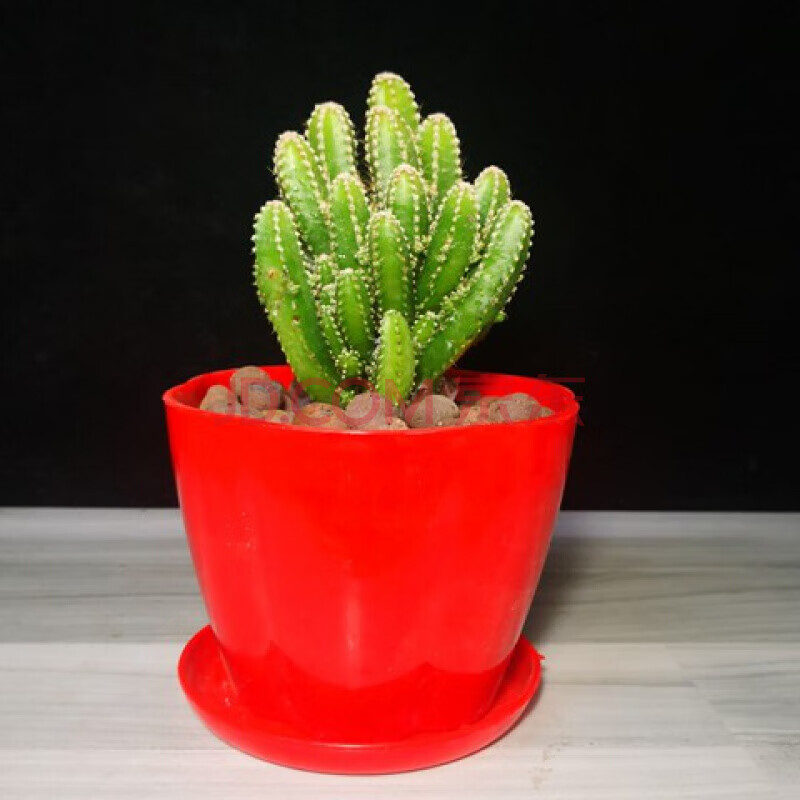 万重山盆栽 多肉万重山小盆栽绿植花苗多肉组合仙人掌植物办公室桌面