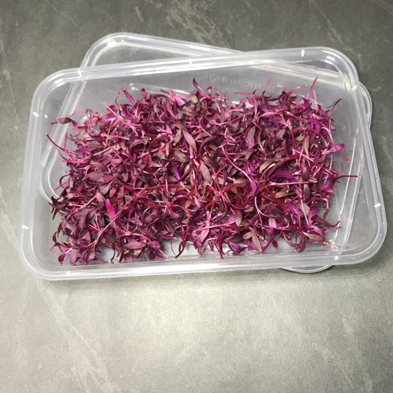 新鲜芽苗菜 火红苗 可食用西餐摆盘装饰花草 酒店冷菜