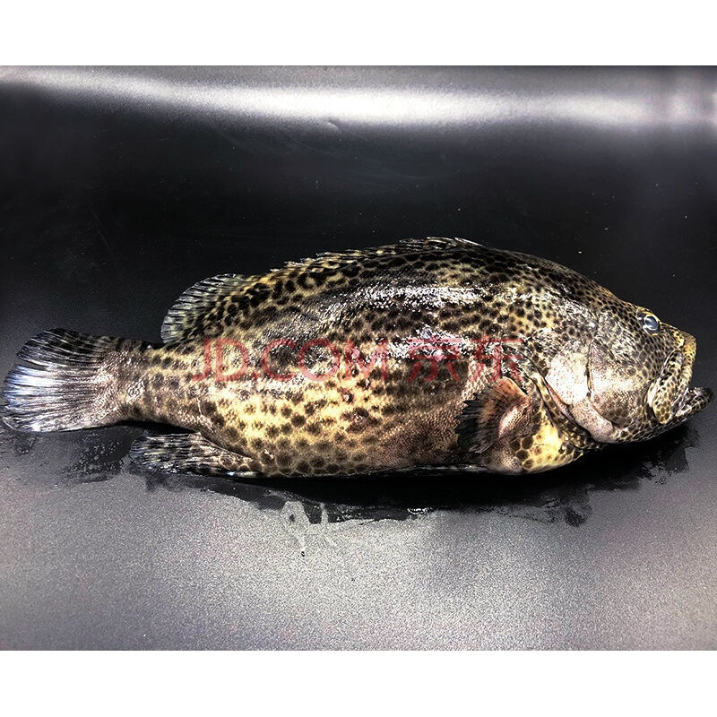 水產鮮活冷凍帶魚馬鮫魚多寶黃花大深海魚 名貴老虎斑500-600克1條裝