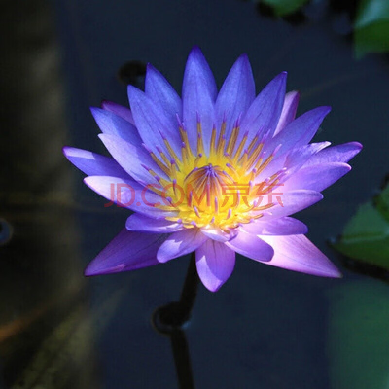 大睡蓮根塊淨化水源池塘大缸養殖水生植物睡蓮根莖種根根塊水養花卉